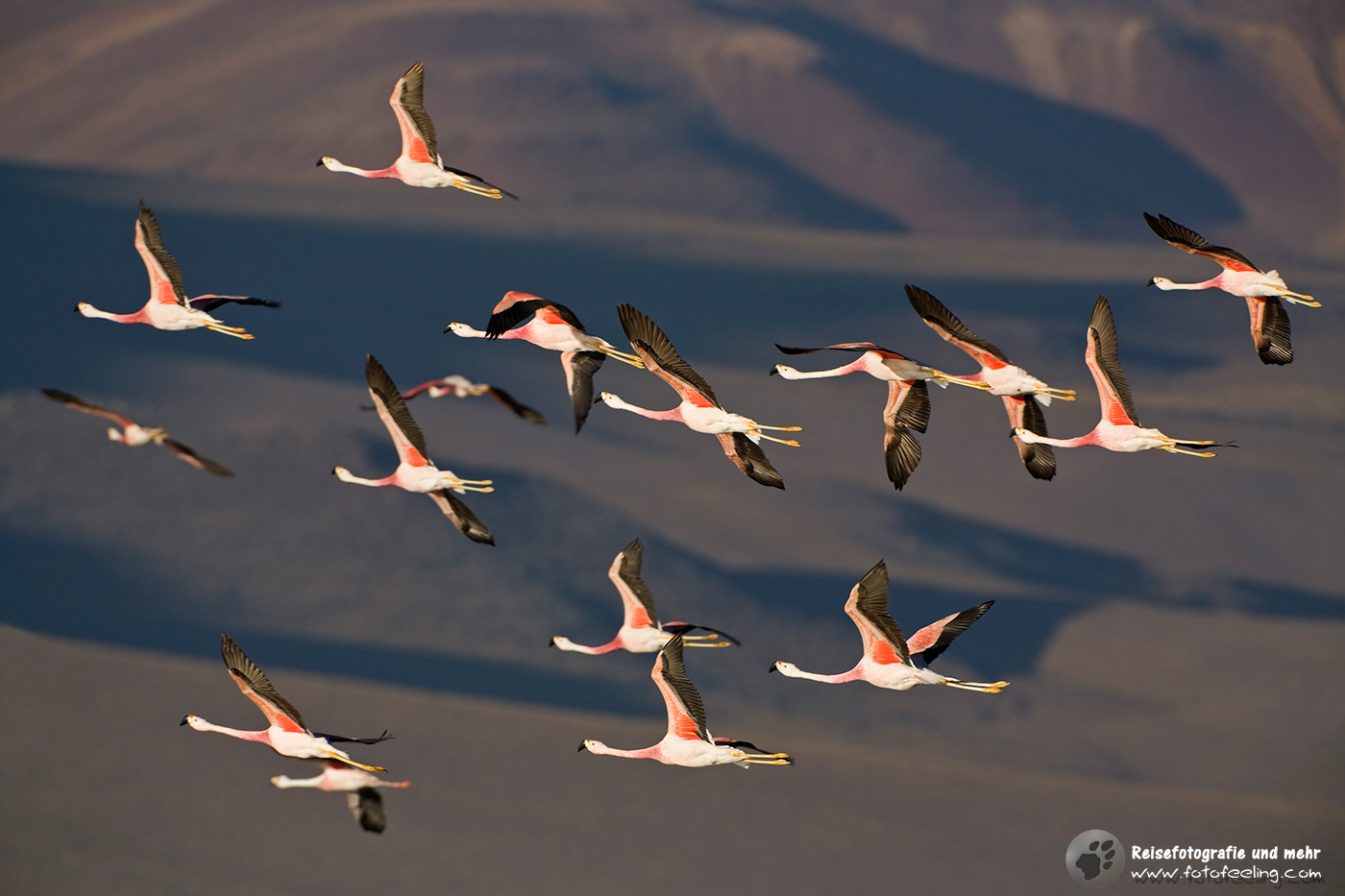Flamingos (Phoenicoparrus)