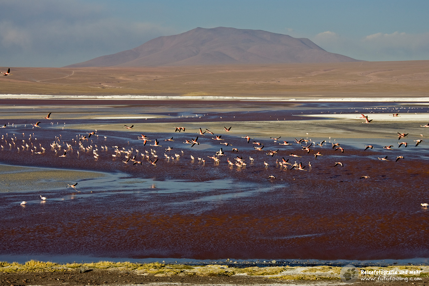 Flamingos (Phoenicoparrus) in der Lagune Laguna Colorada