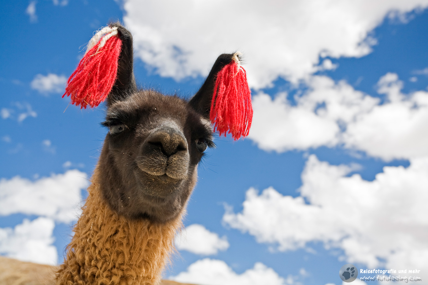 Lamaportrait (Lama glama)