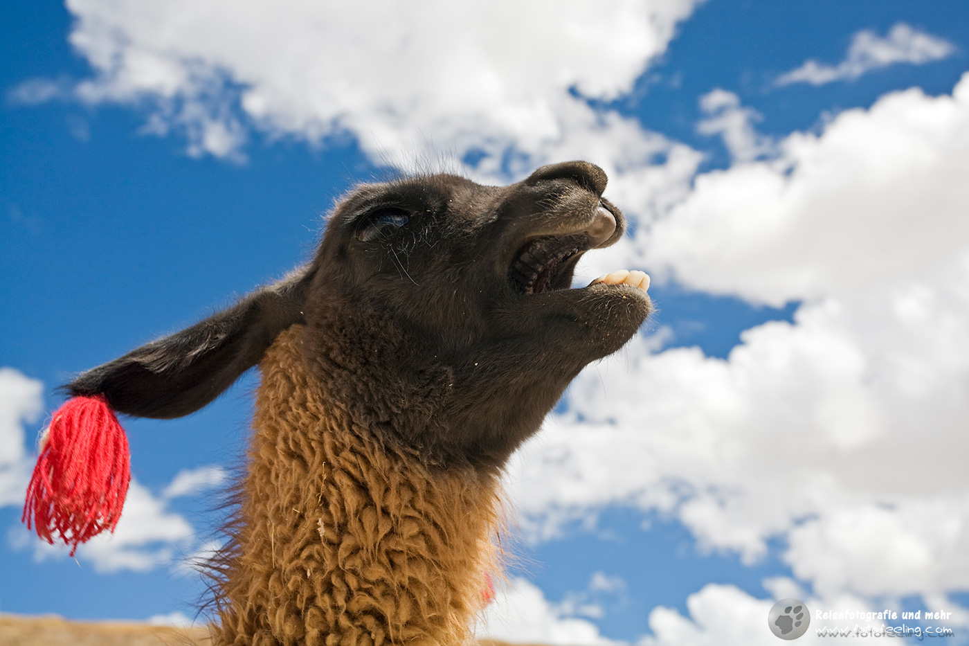 Lamaportrait (Lama glama)