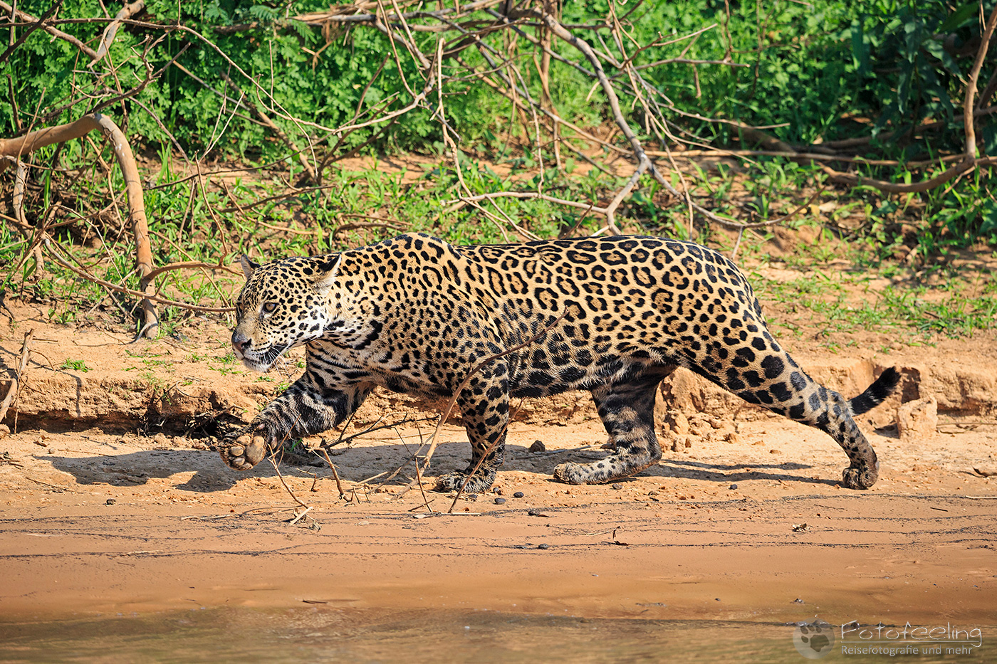Jaguar (Panthera onca) am Cuiabá River