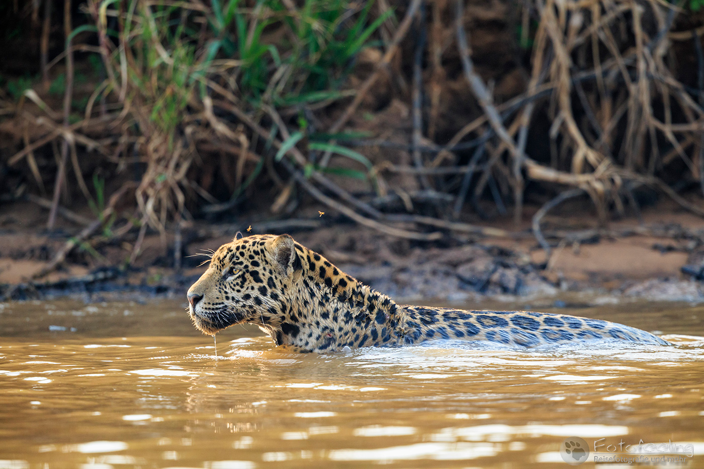 Jaguar (Panthera onca) schwimmt im Cuiabá River
