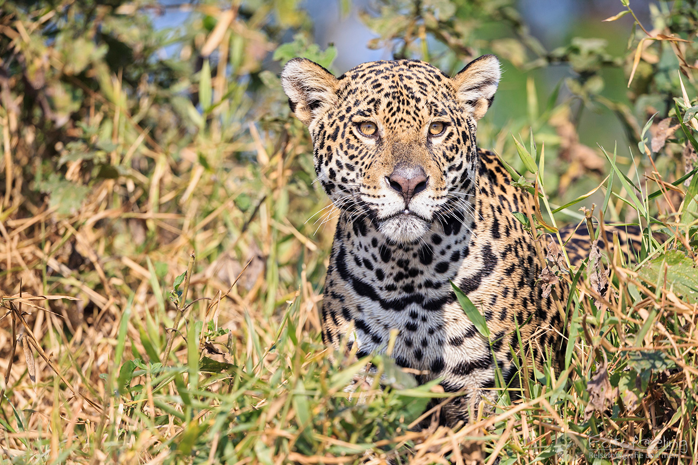 Jaguar (Panthera onca) am Cuiabá River