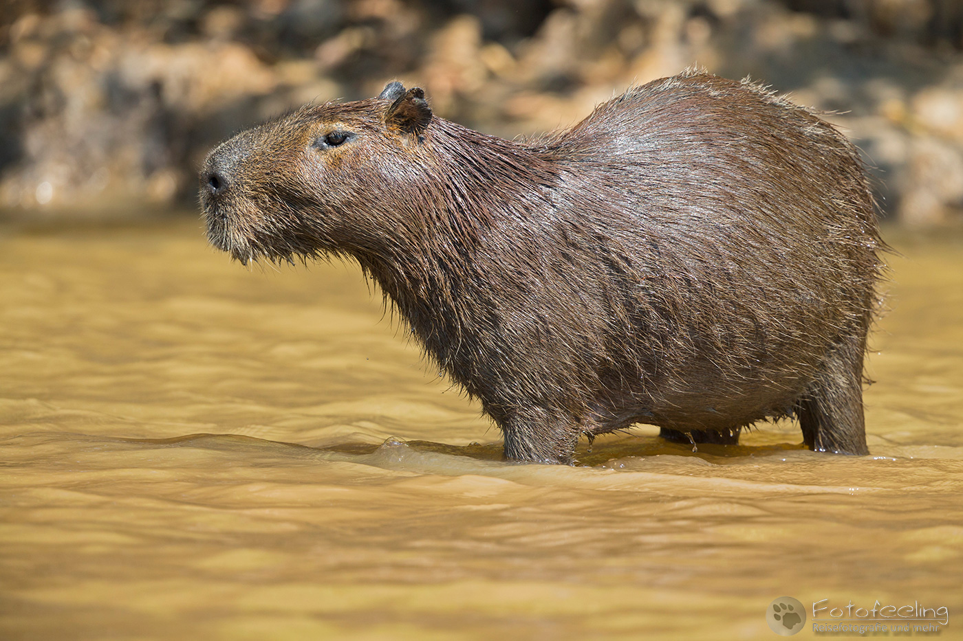 Capybara oder Wasserschwein (Hydrochoerus hydrochaeris) am Cuiabá River