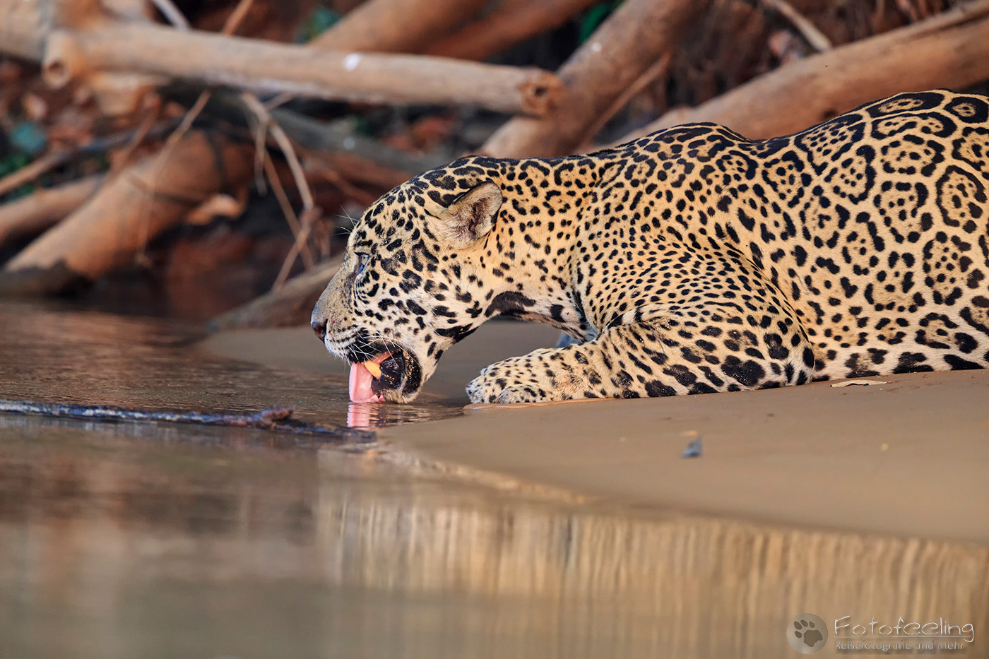 Jaguar (Panthera onca) am Cuiabá River
