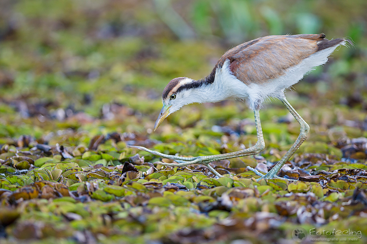 Wattled Jacana (Jacana jacana), Jungvogel