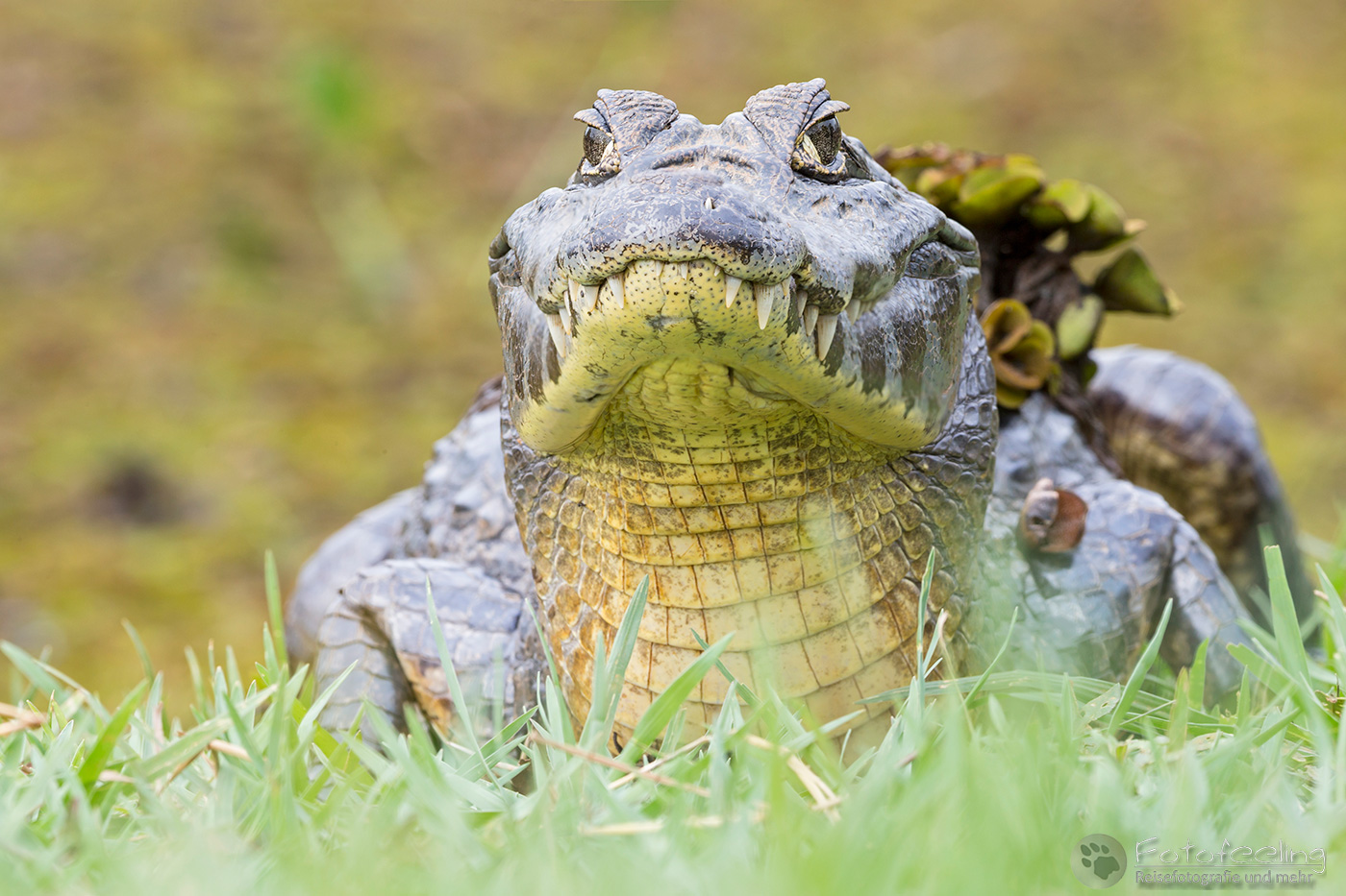 Brillenkaiman (Caiman yacare), Yacare Caiman