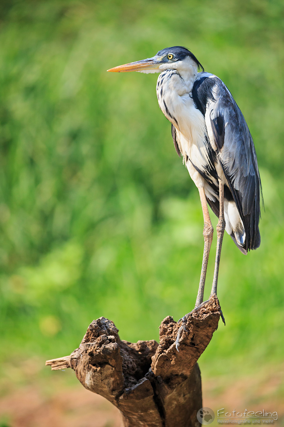 Cocoireiher (Ardea cocoi), Cocoi Heron