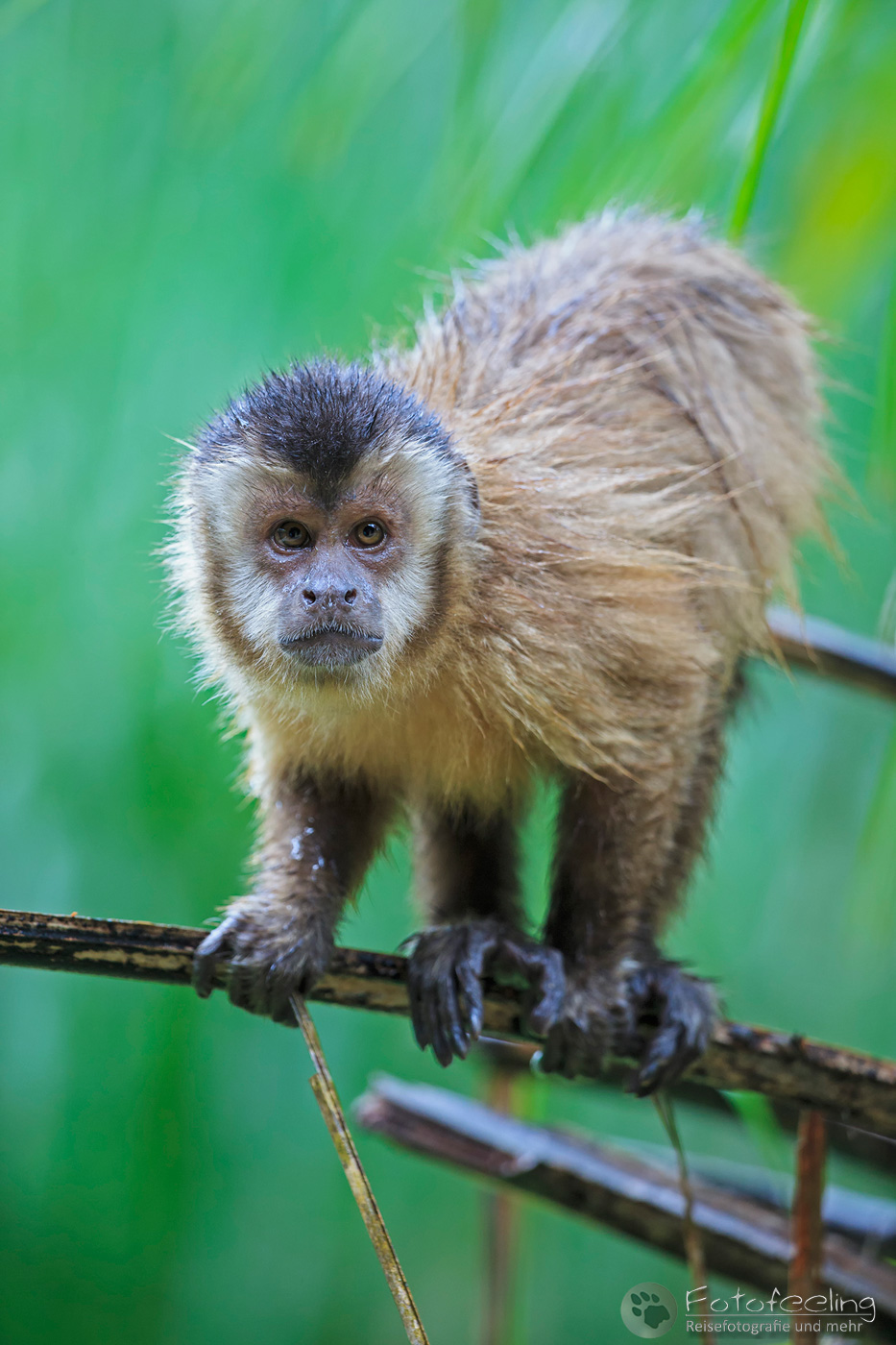 Kapuzineraffen (Cebus), Capuchin Monkey