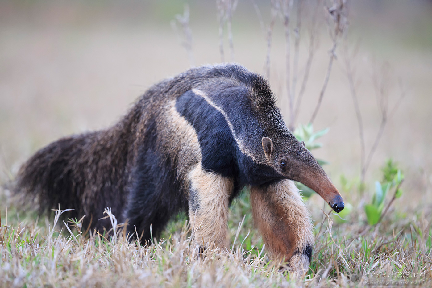 Großer Ameisenbär (Myrmecophaga tridactyla), Giant Anteater, Ant Bear