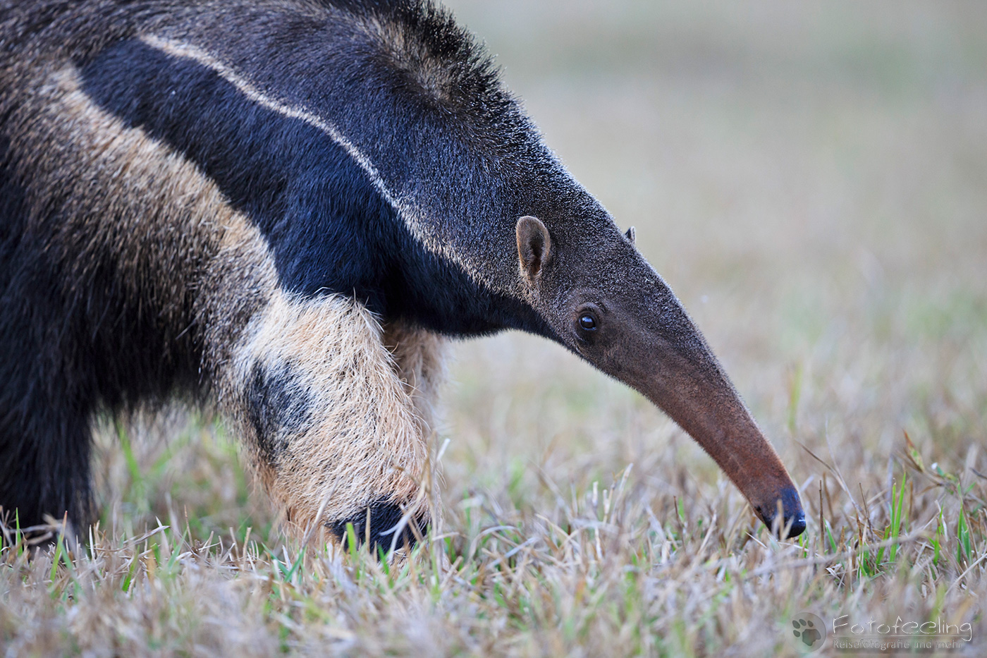 Großer Ameisenbär (Myrmecophaga tridactyla), Giant Anteater, Ant Bear
