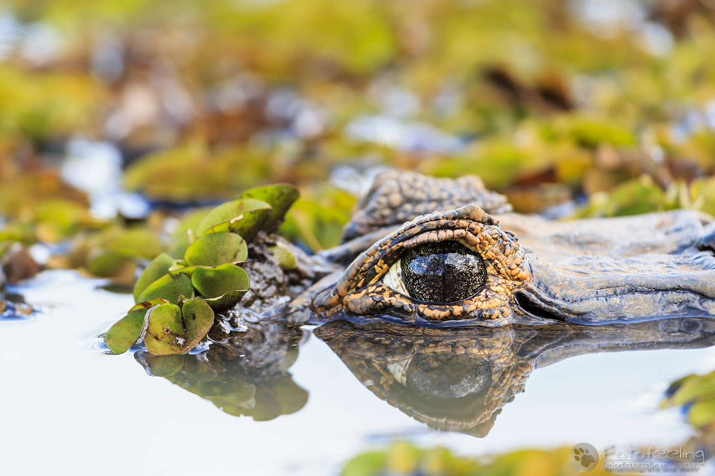 Brillenkaiman (Caiman yacare), Yacare Caiman