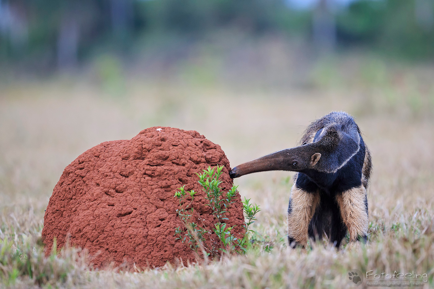 Großer Ameisenbär (Myrmecophaga tridactyla), Giant Anteater, Ant Bear