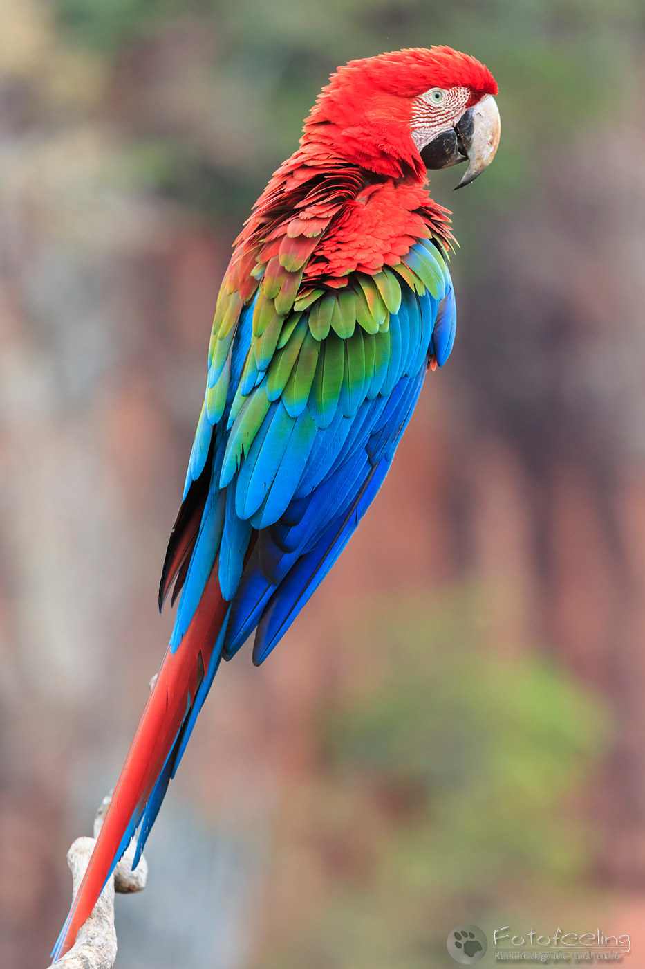 Hellroter Ara (Ara macao), Arakanga, Scarlet Macaw