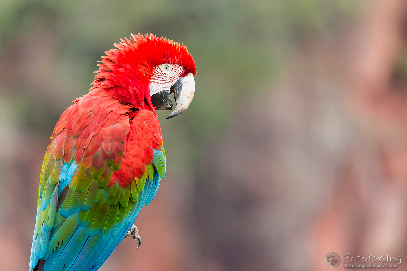 Hellroter Ara (Ara macao), Arakanga, Scarlet Macaw