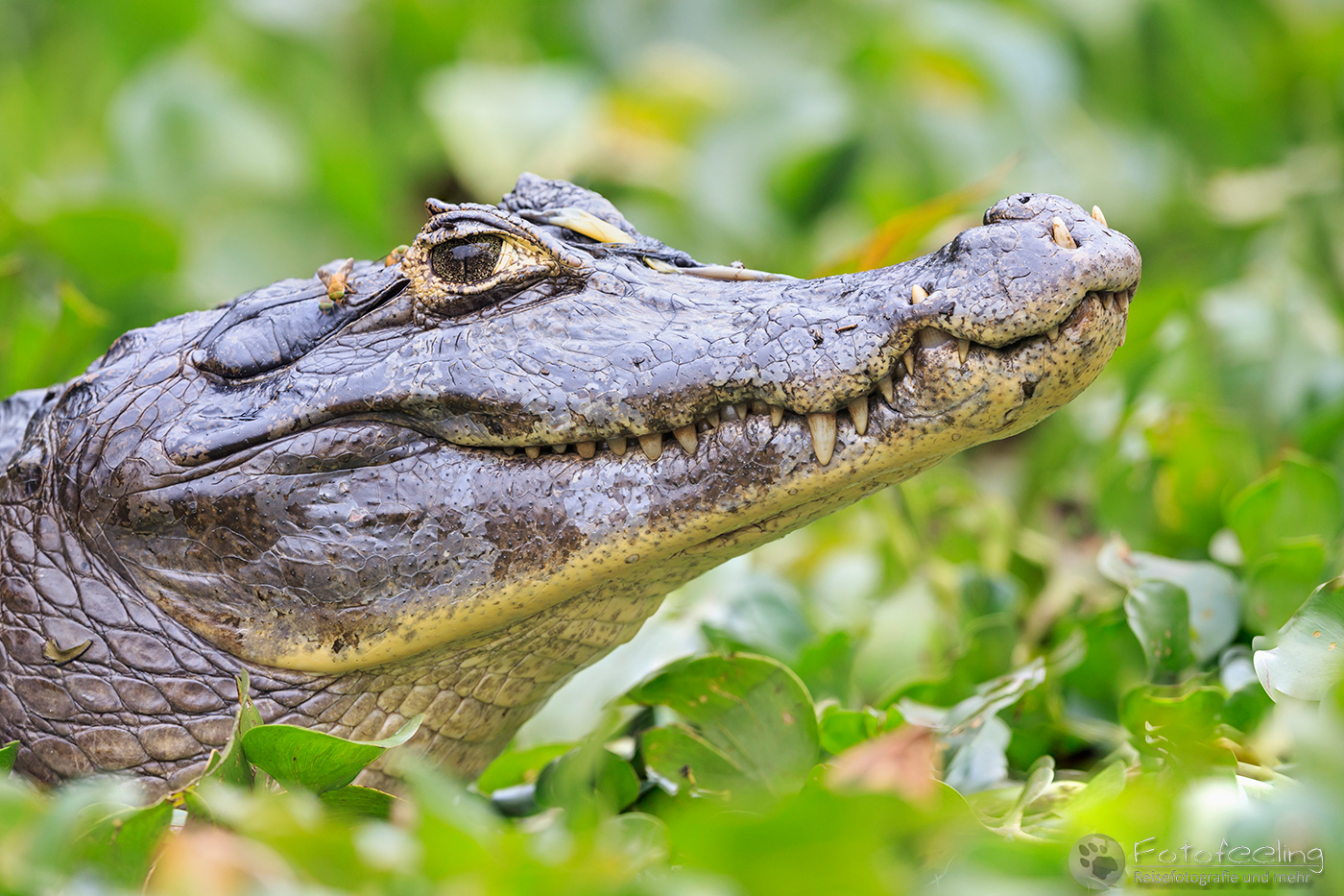 Brillenkaiman (Caiman yacare), Yacare Caiman