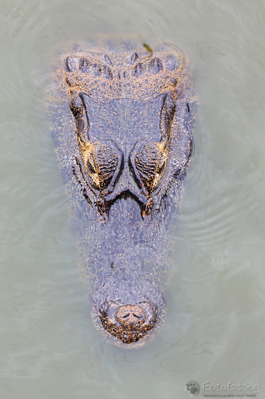 Brillenkaiman (Caiman yacare), Yacare Caiman