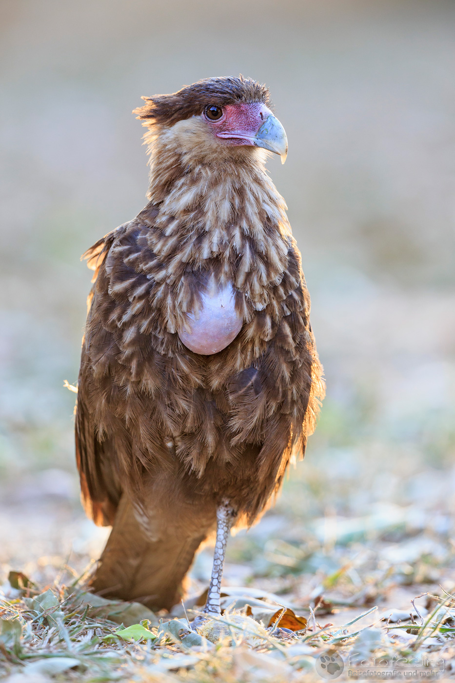 Southern Caracara (Caracara plancus)