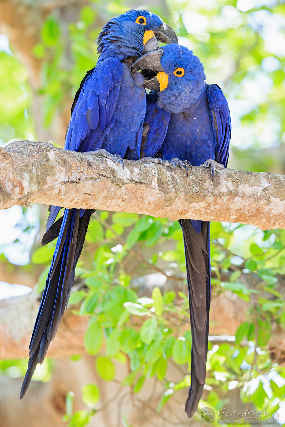 Hyazinth Ara (Anodorhynchus hyacinthinus), Hyacinth Macaws