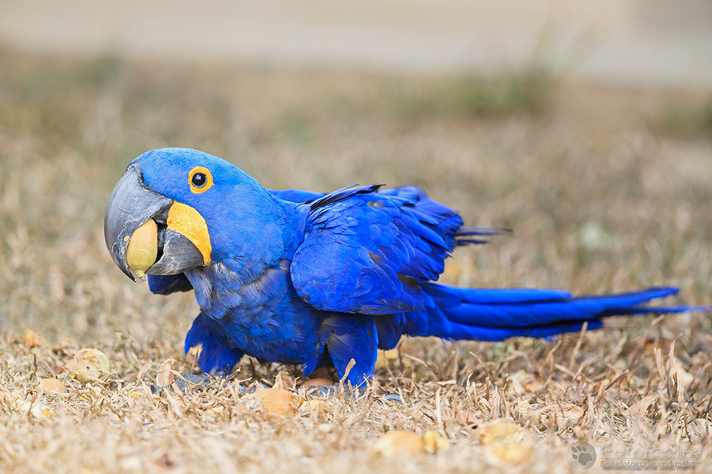 Hyazinth Ara (Anodorhynchus hyacinthinus), Hyacinth Macaws