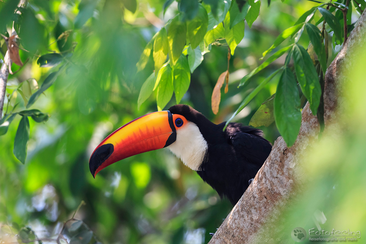 Riesentukan (Ramphastos toco), Toco Toucan, Toucan or Common Toucan