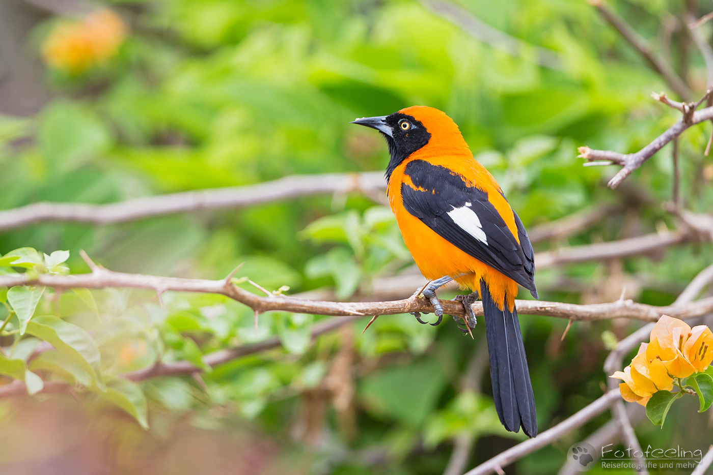 Orange-backed Troupial (Icterus croconotus)