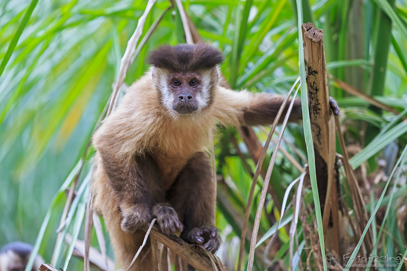 Kapuzineraffen (Cebus), Capuchin Monkey