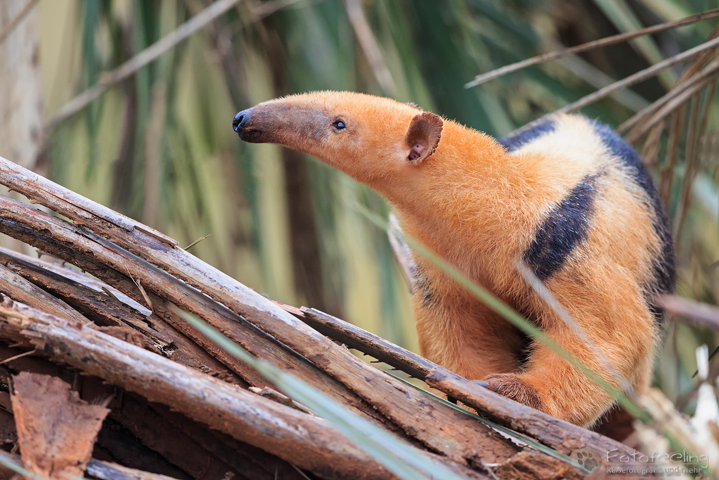 Ameisenbär, Südliche Tamandua (Tamandua tetradactyla), Southern Tamandua, Collared Anteater or Lesser Anteater