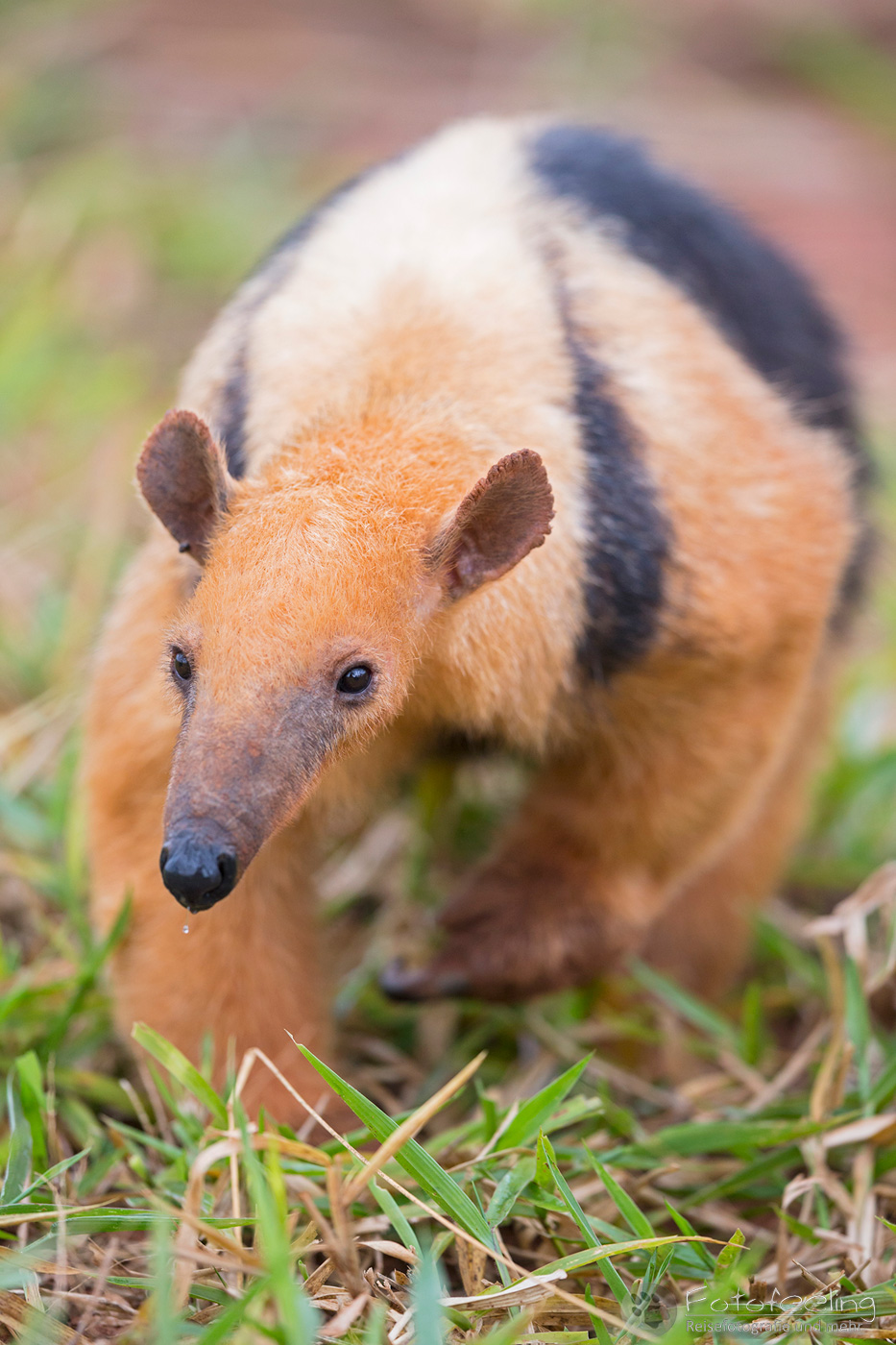 Ameisenbär, Südliche Tamandua (Tamandua tetradactyla), Southern Tamandua, Collared Anteater or Lesser Anteater
