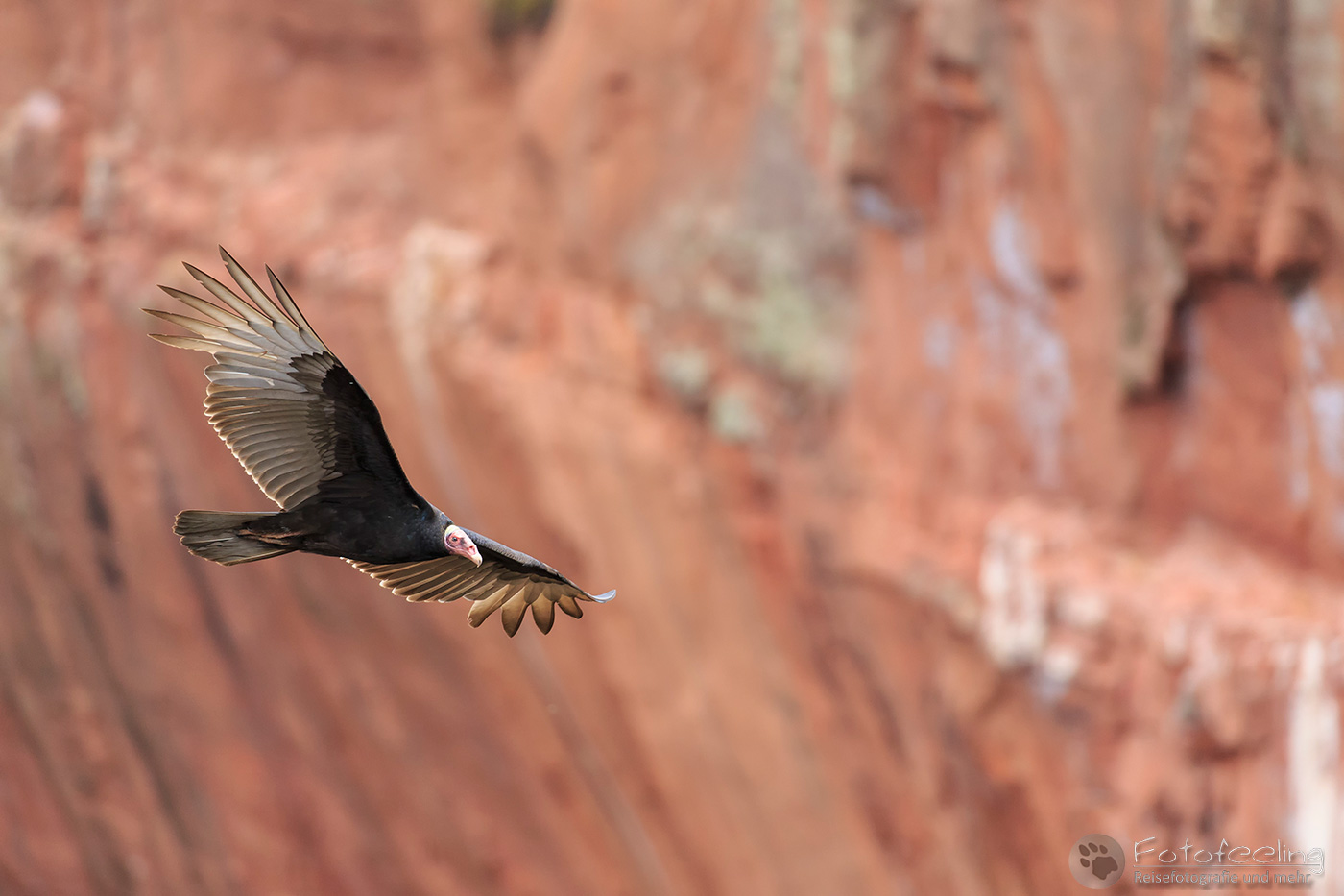 Truthahngeier, Turkey Vulture (Cathartes aura)