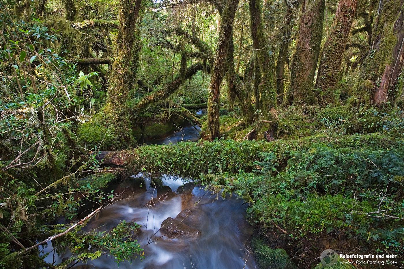 Märchenwald Bosque Encantada