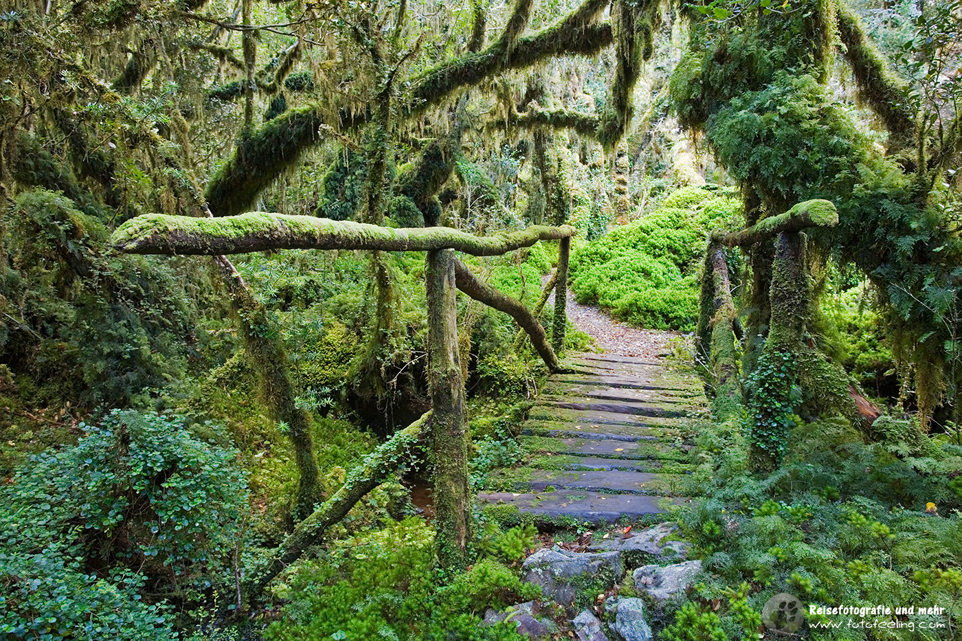 Märchenwald Bosque Encantada