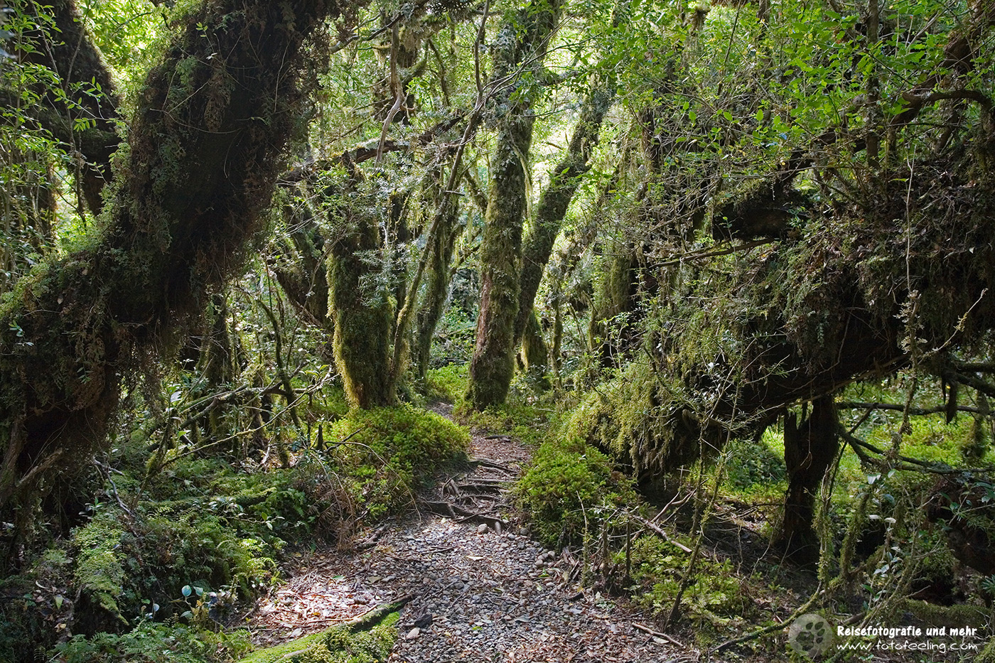 Märchenwald Bosque Encantada