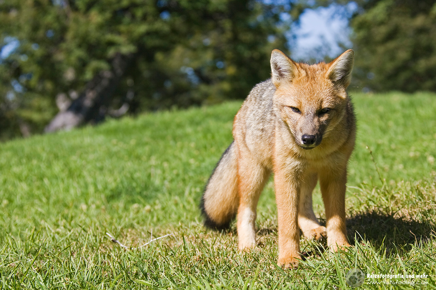 Argentinische Kampfuchs (Lycalopex griseus)