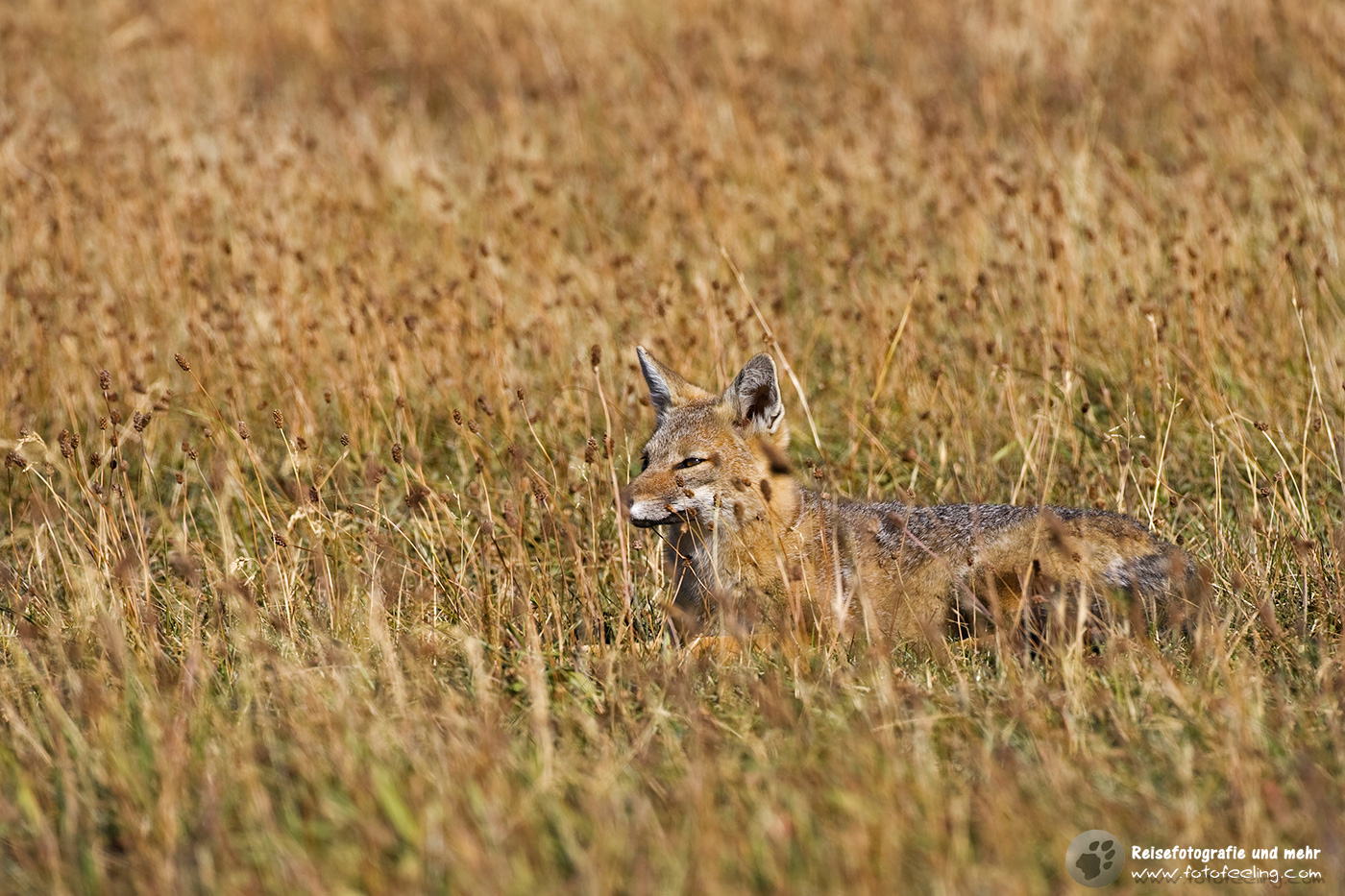 Argentinische Kampfuchs (Lycalopex griseus)