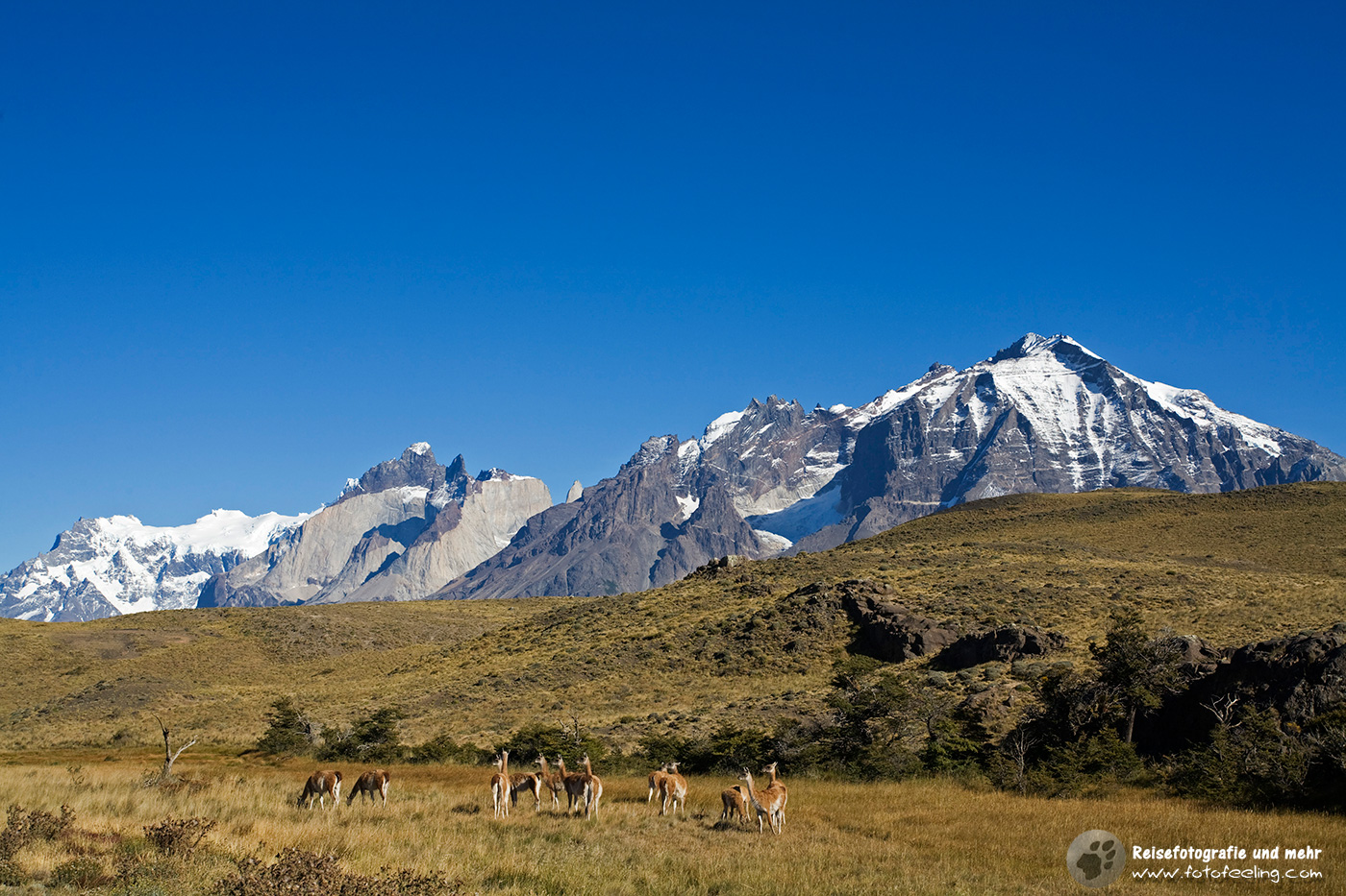 Eine Herde grasende Guanakos im Nationalpark Torres del Paine