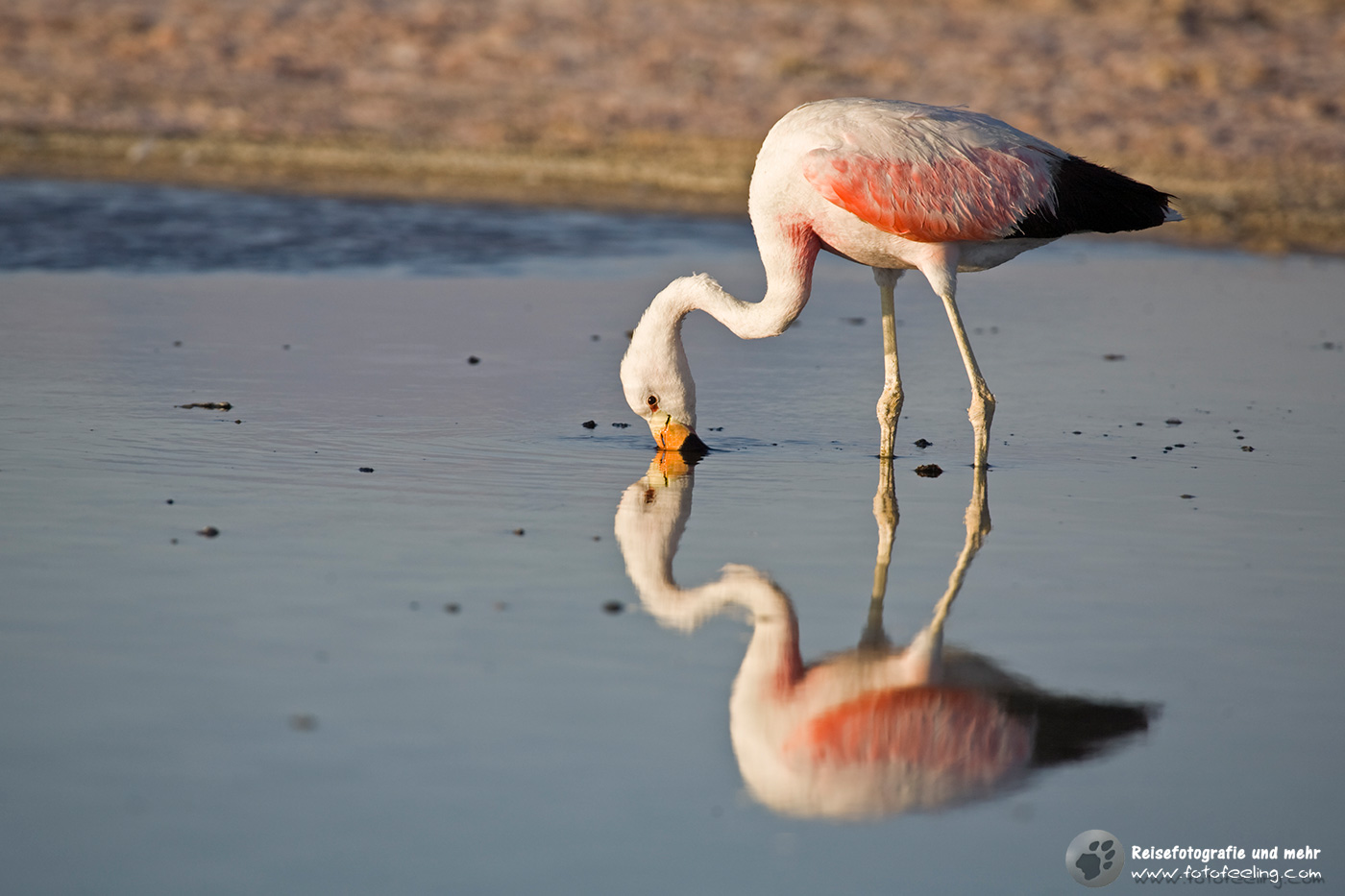 Anden Flamingo (Phoenicoparrus andinus) Lagune Lago Chaxa, Salzsee Salar de Atacama