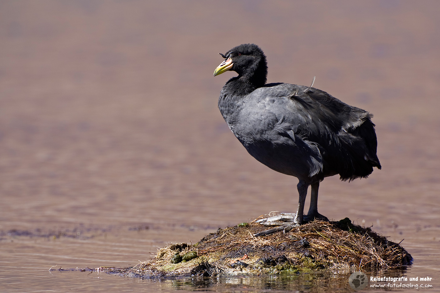 Rüsselbläßhuhn (Fulica cornuta) in den Lagunen Miscanti und Meniques