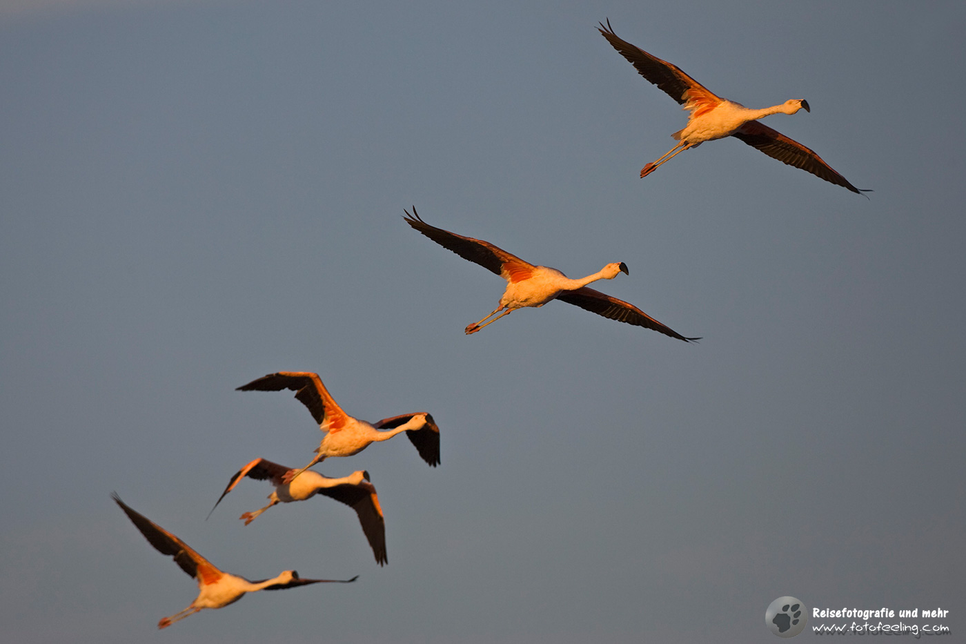 Fliegende Flamingos (Phoenicoparrus) über der Lagune Lago Chaxa