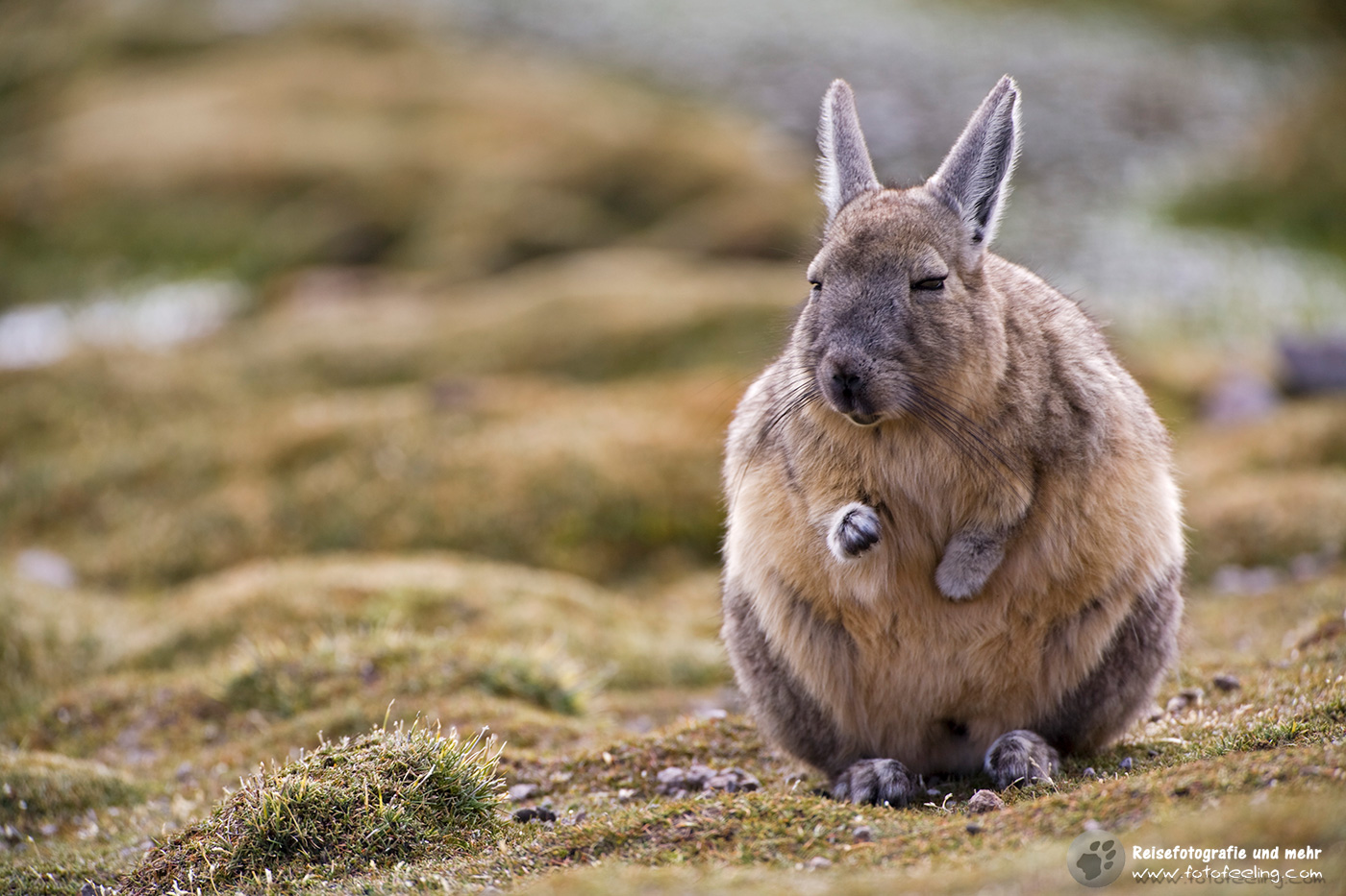 Viscacha (Lagidium) Verwandter der Chinchillas in den Felsen