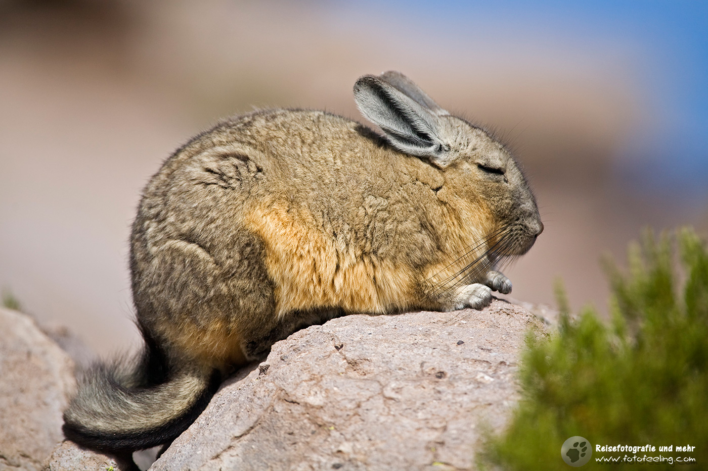 Viscacha (Lagidium) Verwandter der Chinchillas in den Felsen