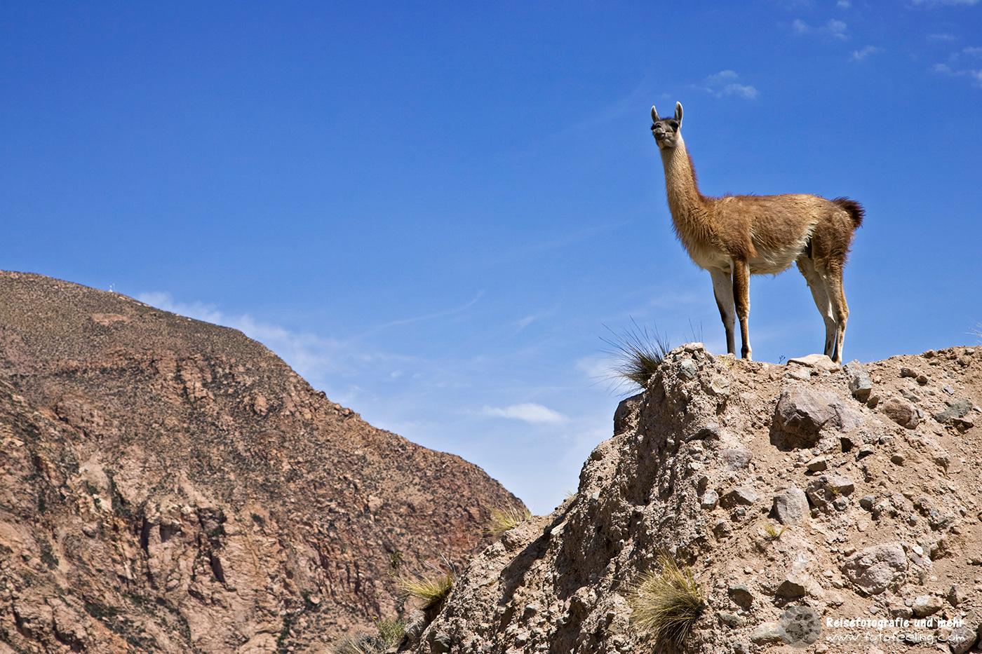 Guanako, Guanacos (Lama guanicoe)