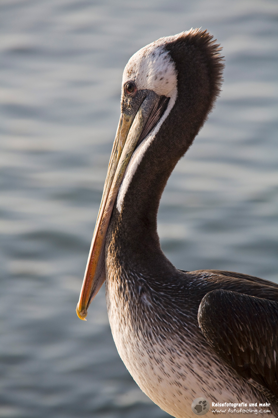 Chilenischer Pelikan (Pelecanus thagus) im Hafen von Arica