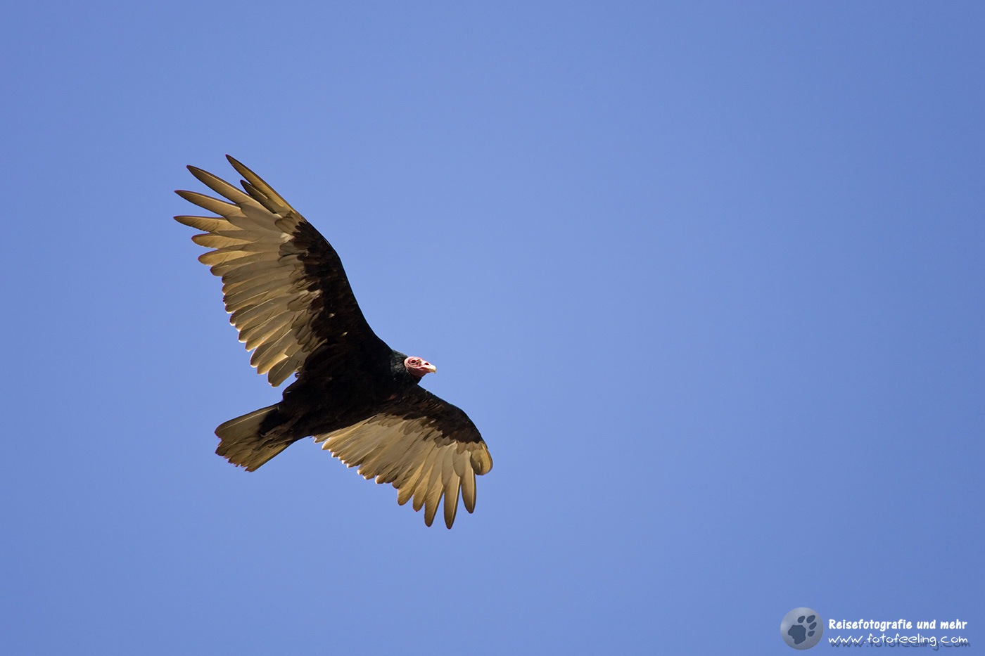 Truthahngeier (Cathartes aura),