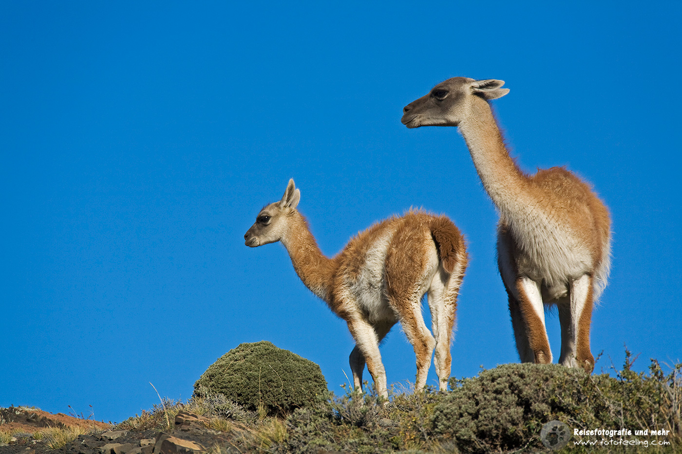 Guanakos, Guanacos (Lama guanicoe)
