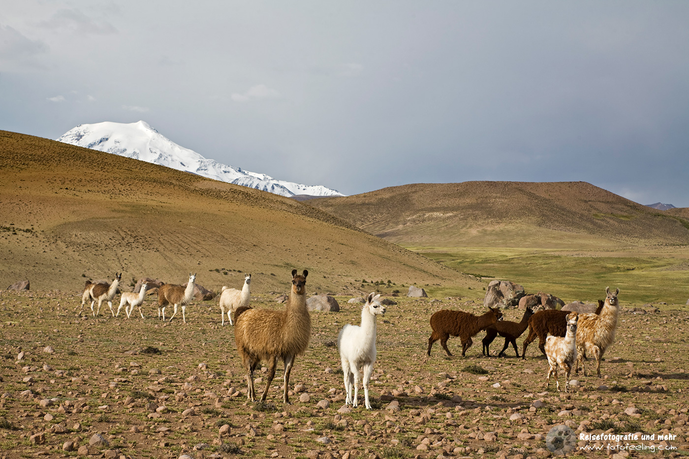 Berglandschaft mit Lamas (Lama glama) und Alpakas (Vicugna pacos) im Nationalpark Lauca