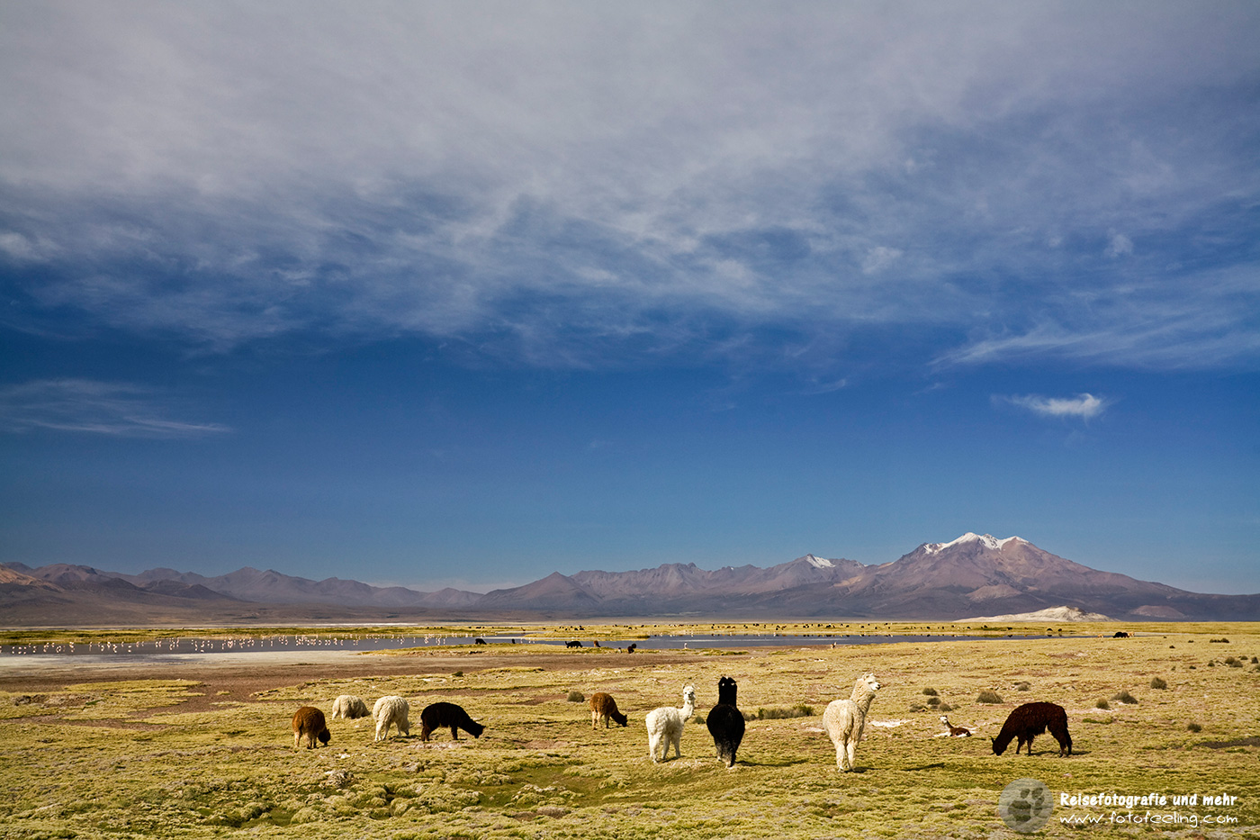 Berglandschaft mit Lamas (Lama glama) und Alpakas (Vicugna pacos) im Nationalpark Lauca