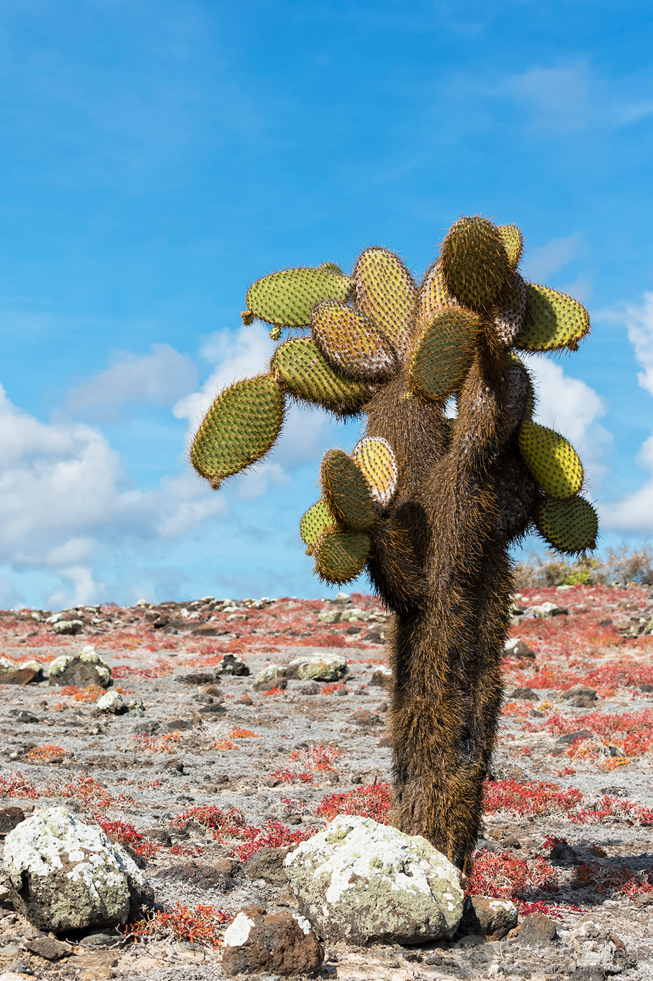 Baumopuntie (Opuntia echiops)