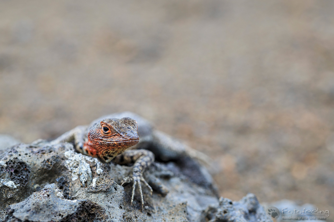 Galápagos Lavaechse (Microlophus albemarlensis)