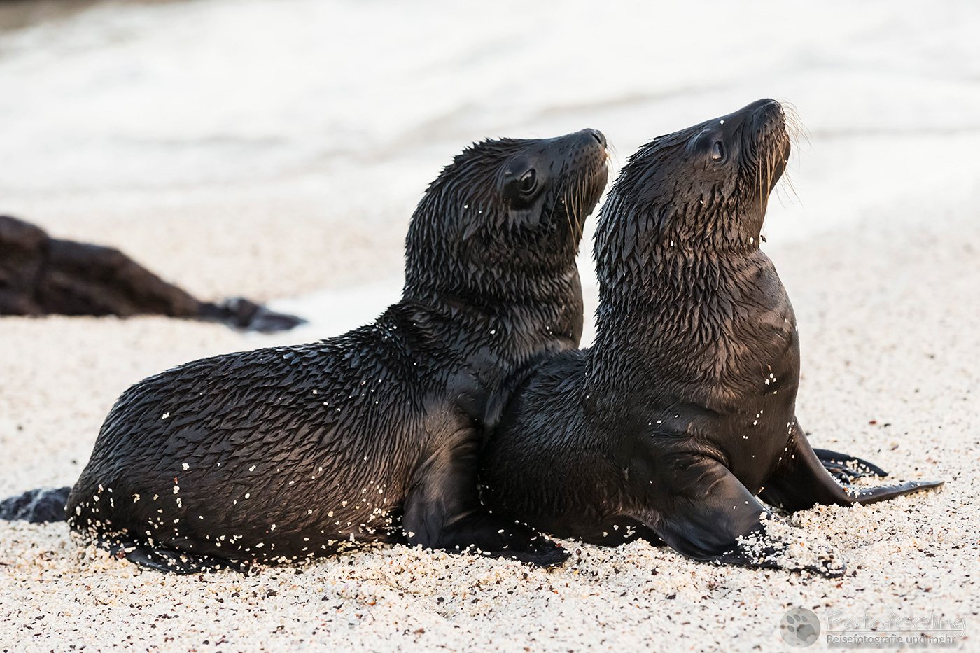 Galápagos-Seelöwen (Zalophus wollebaeki)